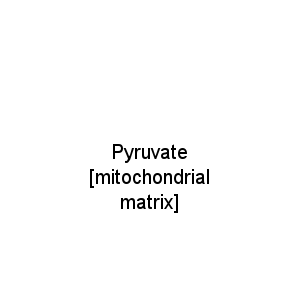 Pyruvate [mitochondrial matrix]